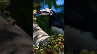 Oriental Pied Hornbill | CWRC, Assam | Wildlife Trust of India | Bird Rescue