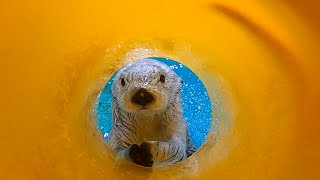 〔鳥羽水族館〕ラッコのメイの動画まとめ