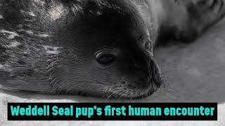 Uncut and curious weddell seal approaches people at McMurdo Station