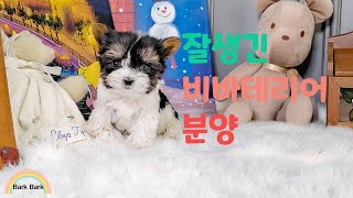 비바테리어 분양, biewer terrier puppy for sale. 쫑쫑쫑 귀여운 뷰어테리어 왕자님 이에요.