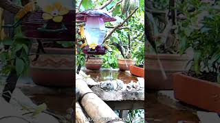 Long-billed hermit hummingbird in Colombia #hummingbird #birds #birdfeeder