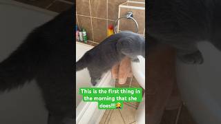 British shorthair’s Morning Routine  🤦‍♀️🤦‍♀️ | she loves it 🙄 #cat  #britishshorthair  #funny