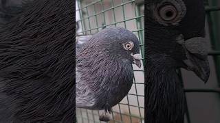 #pigeonpigeon #birds #pigeonbreeds #kbootar #pigeontypes