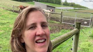 New farm animals arrive at Willow Haven