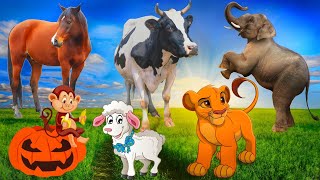 Animal sounds around us: Cheetah, Lion, Pig, Dog, Fox, Monkey, Raccoon - Animal videos