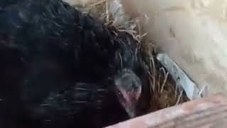 🐔 Como a GALINHA Fica CHOCA? Veja neste vídeo 😱