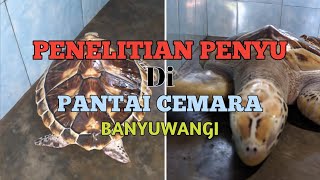 Perkembangan Hewan Penyu Di Pantai Cemara Banyuwangi