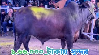 ১ লক্ষ্য ৬৬ হাজার টাকায় মেলার মাঠ থেকে  সুন্দর একতি বাচ্চা কিনে নিলেন নাটোরের হাজি চাচা