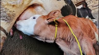 Cows are so kind that they even give milk to other calves