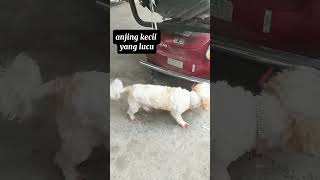 anjing kecil yang lucu#videoshorts