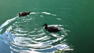 Jenolan Caves ~ Ducks on the lake