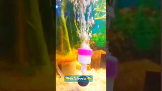 how to make Diy Aquarium air stone🤩 #fishtank #subscribe #betalovers #shorts  #air bubble #amazing