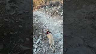 Dog hiking in the Arizona mountains #dog #adventure #hiking #dogboots #pets