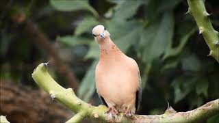 laughing dove 1