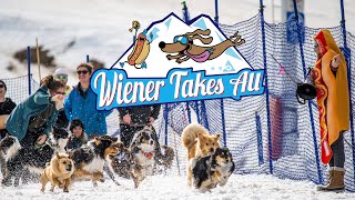 First Annual Wiener Takes All Dog Race at RED