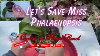 How to save a dying Orchids || Phalaenopsis Orchids