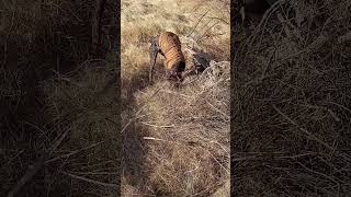 German shorthaired Pointer Polly searching for a mouse.