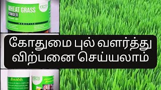 கோதுமை புல் வளர்ப்பு | Wheatgrass Powder Making