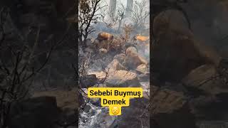 Çok Üzüldüm 😓 #yangın #keşfet #muğla #like #shorts #shortvideo