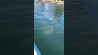 Manatee swimming by our kayak #Three sisters springs