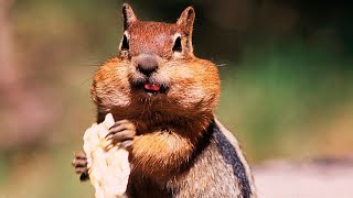 Chipmunk, the chipmunk, you are my chipmunk friend