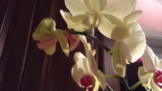 Something about yellow phalaenopsis orchids