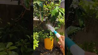 উত্যক্ত গরমে গাছকে দুবেলা স্নান করাও #gardening #plantcare #shortsviral  #shorts #simplyhomemaking