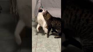 😸 #cats #catshorts #cat #catvideos #video #love #funny #catplaying #playing