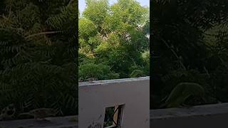 birds point #attacks on my balcony#shortsvideo #sparrow #parrot