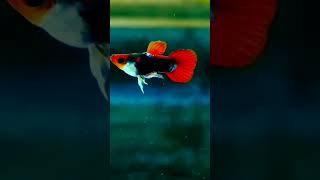 #guppyfish #viral #video #short #reels #tiktok #trending #top10 #maanmerijaan #aquarium 01/02/2023