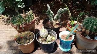 Cactus collection and its care tips in Hindi/Urdu.