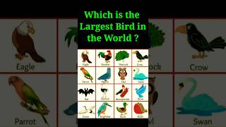 Which is the largest bird in the world ? 🤔 | #shorts