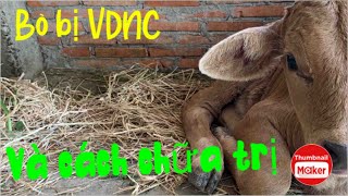 Nuôi bò| Cách Chữa Trị Bò Bị VD.NC