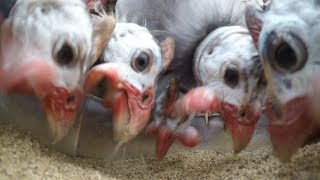 Chickens, Ducks, & Guineas Eating Close-up (Camera in Feeder)