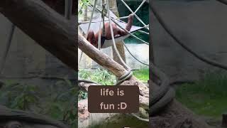 Orangutan living the life :) be happy 😊