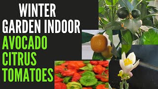 Tropical fruits in cold winter indoors