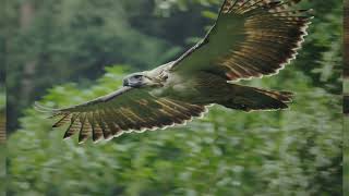 Philippine Eagle: Guardians of the Philippine Skies