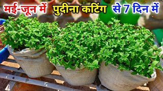 घर पुदीना फ्री मे उगाने का टॉप सीक्रेट तरीका / Pudina Kaise Ugaye / How To Grow Mint at Home