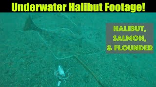 Underwater Halibut Footage - Halibut, Salmon & Flounder! Alaskan Halibut Fishing - Juneau, Alaska!