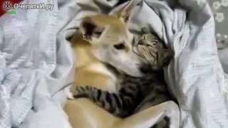 Funny animals video collection top 2019 part 6