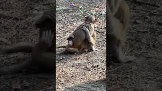 wildlife monkey love ones|| animal life,|| #love