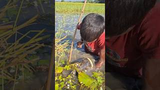 Catching Huge Deshi Catfish by traditional Boum Trap in Beel #trap_fishing #fishing #catch_fish