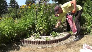 🦋 GARDEN 96 - Nowy Klomb - hosty i klematisy & New Flowerbed - decorative stone, hosts and clematis.