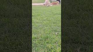 كلاب كيوت 🐶 caniche #chien #كلب #حديقة #shorts #shortvideo #tiktok #funny #المغرب #animals #fun