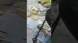 panen nilem sungai Serayu umpan cacing kermi