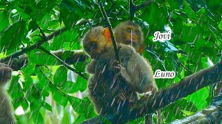 So Cold..Jovi and Luno in the rain, chilly, without their mother to shield them and provide warmth