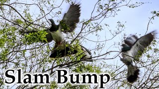 Kererū / New Zealand Pigeon  Slam Bump Game #4k #kereru #newzealandbirds #newzealand