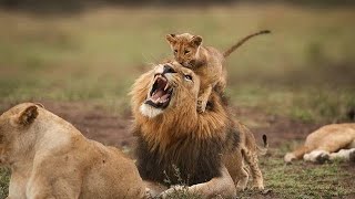 Older lion cubs teach kids not to bite Dad