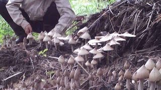 grand father looking Wild Mushroom and cook primitive way