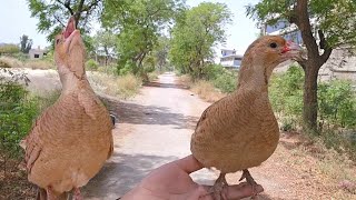 Beautiful Voice Of Grey Francolin | Teetar Voice #teetarvoice